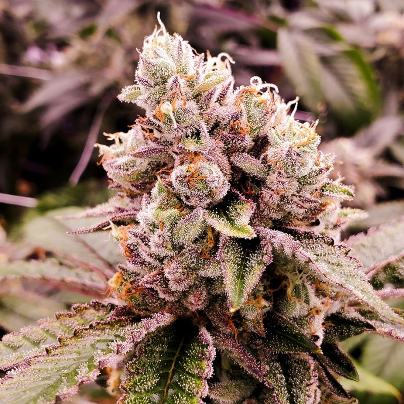 weed flower, marijuana flower, best cannabis flower, best cannabis flower brands, flower cannabis